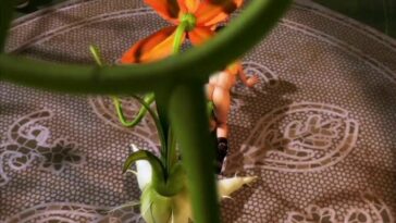 Horny 3D plant gives the chick a double treatment